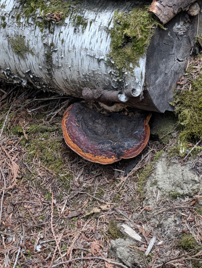 Northern Red Belt · August 2026 · photo: Photo: (c) Moe Meikle, some rights reserved (CC BY) · iNaturalist