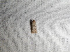 Holcocera chalcofrontella