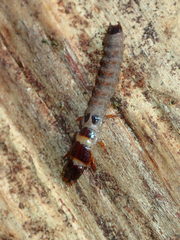 Trogossitidae