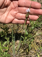 Sisyrinchium albidum