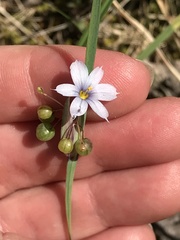 Sisyrinchium albidum