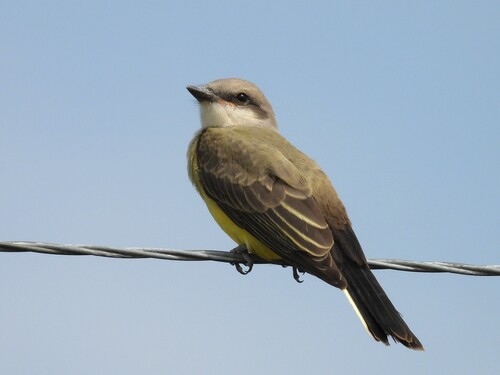 Western Kingbird