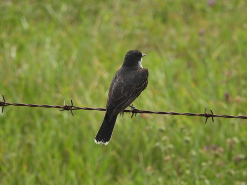 Eastern Kingbird