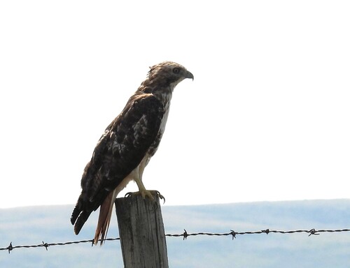 Red-tailed Hawk