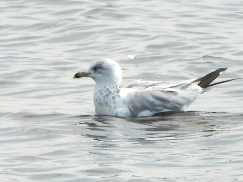 Ring-billed Gull