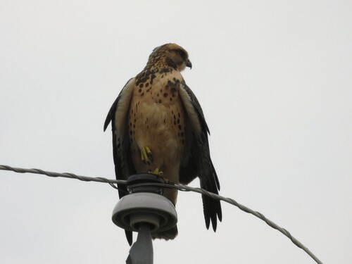 Swainson's Hawk