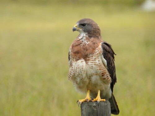 Swainson's Hawk