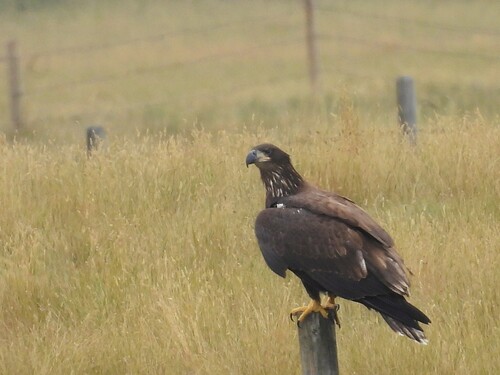 Bald Eagle