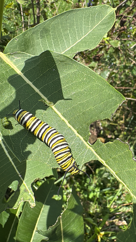 Monarch