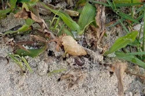Caribbean Land Hermit Crab