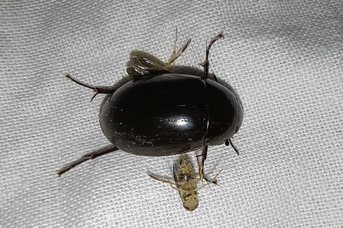 Lesser Silver Water Beetle, Drenthe, NL, photo 9 of 10