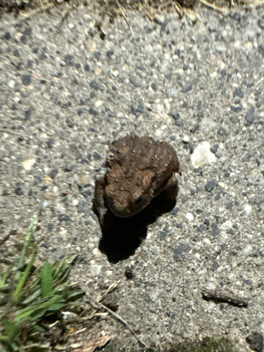European Toad