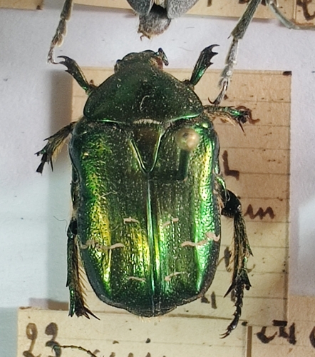European Rose Chafer photo 3