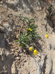 Tetraneuris linearifolia