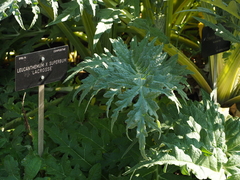 Leucanthemum × superbum