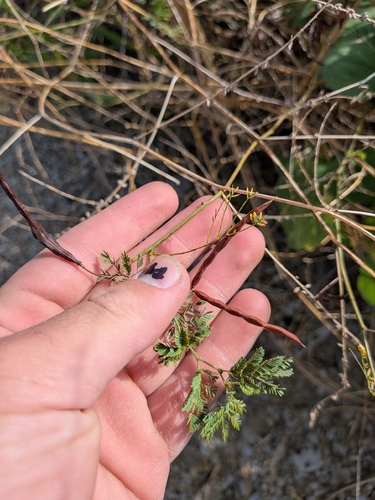 Desmanthus leptolobus, photograph 1