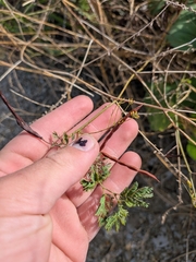 Desmanthus leptolobus