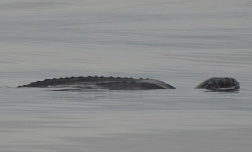 Leatherback Sea Turtle
