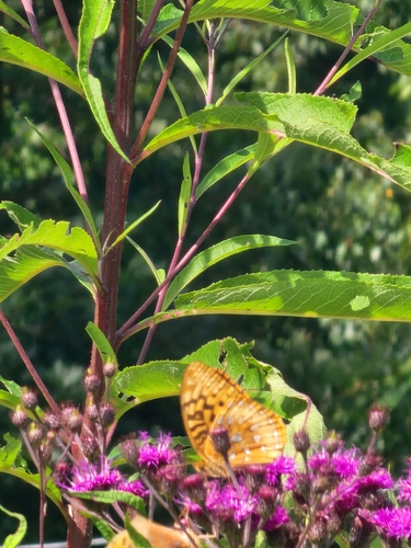 Great Spangled Fritillary