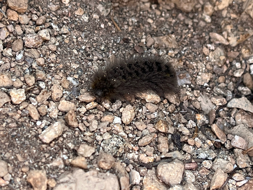 Ross' Tussock Moth photo 3