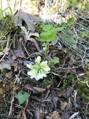 Trifolium calcaricum