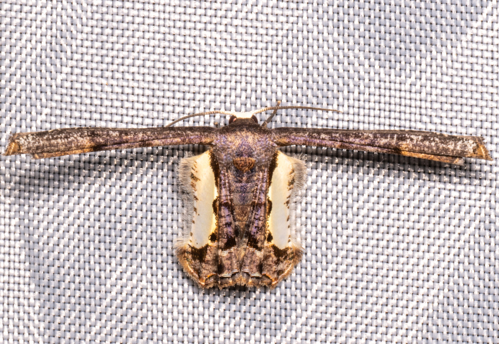 Phazaca niveicosta