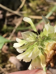 Trifolium calcaricum
