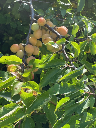American plum
