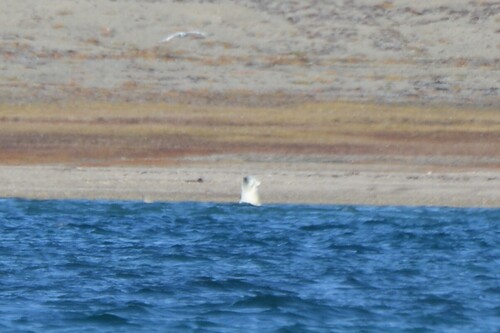 Black Bear sighting near Kitikmeot