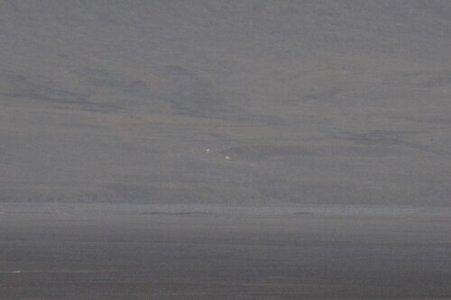 Black Bear sighting near Baffin