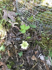 Trifolium calcaricum