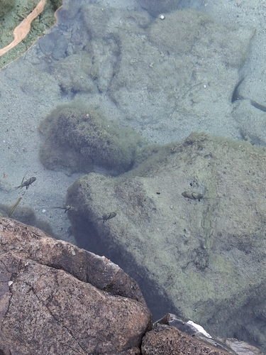 Orbicular Cardinalfish