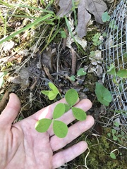 Trifolium calcaricum