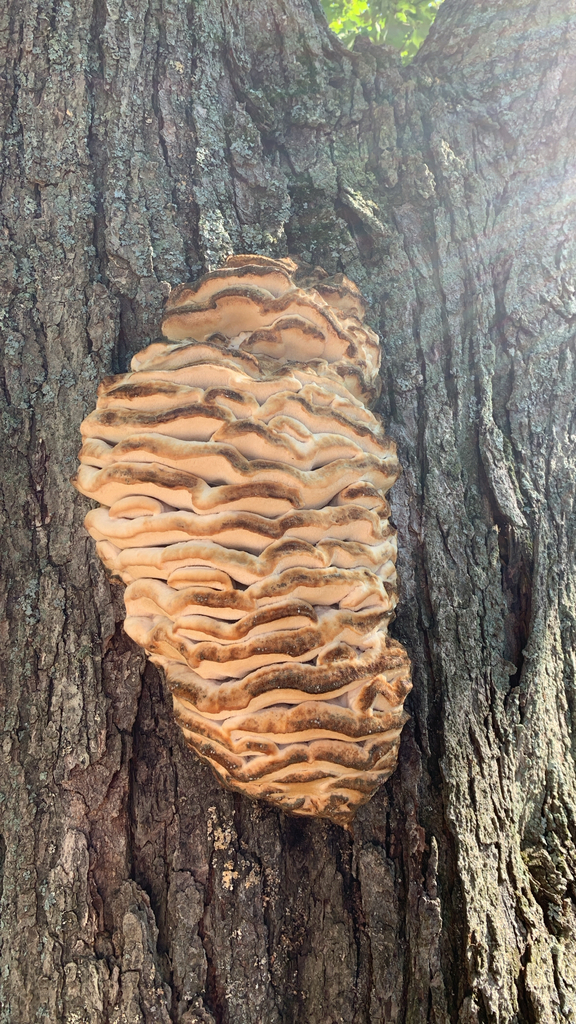 Northern Tooth · August 2026 · photo: Photo: (c) madgougeon, some rights reserved (CC BY) · iNaturalist