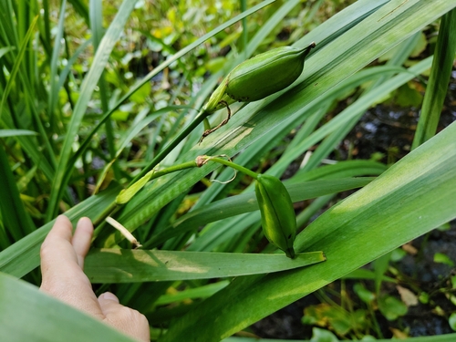 Наблюдение на iNaturalist