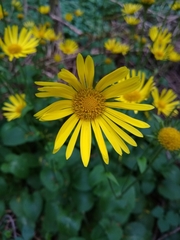 Doronicum