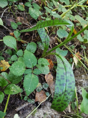 Наблюдение на iNaturalist
