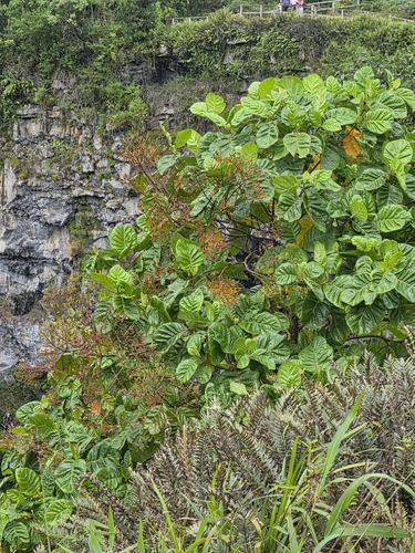 Cinchona pubescens observed 2026-08-26