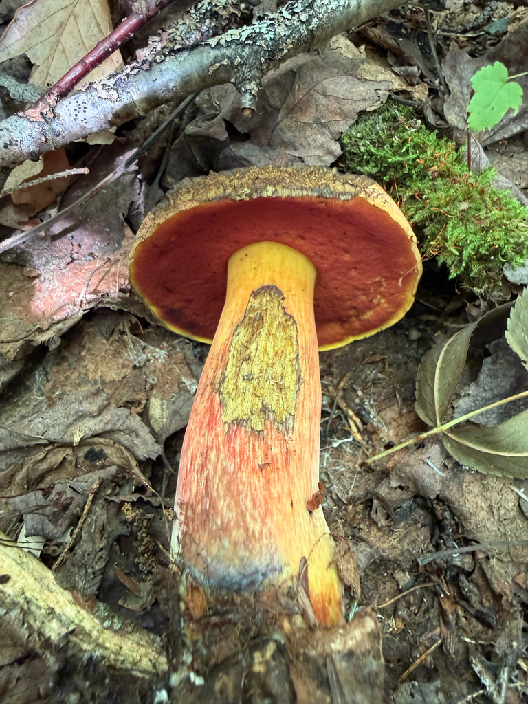 Red-mouth Bolete · August 2026 · photo: Photo: (c) M. Bjorge, some rights reserved (CC BY) · iNaturalist