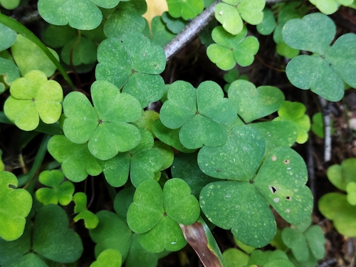Наблюдение на iNaturalist