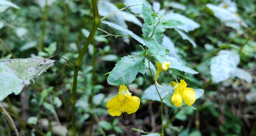 Наблюдение на iNaturalist