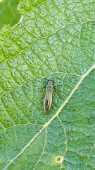 Agrilus viridis