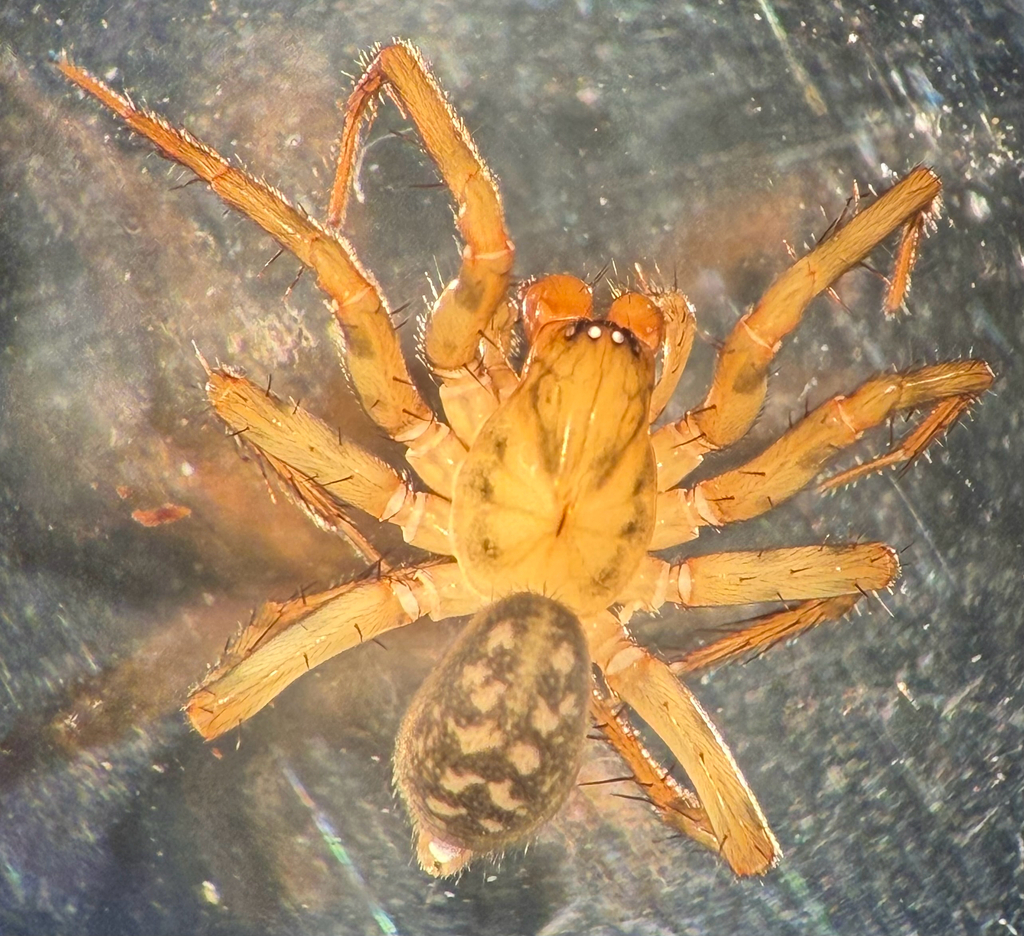 Cybaeus multnoma