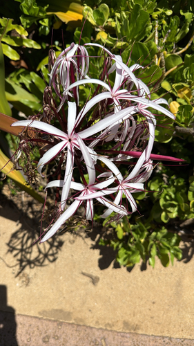 Crinum asiaticum observed 2026-08-28