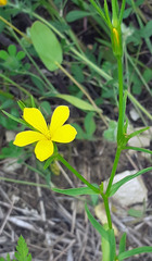 Linum nodiflorum