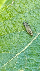 Agrilus viridis