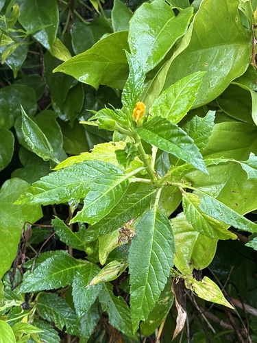 Yellow alder