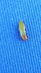 Agrilus viridis