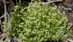 Galium andrewsii
