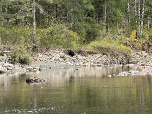 Black Bear sighting near Comox Valley